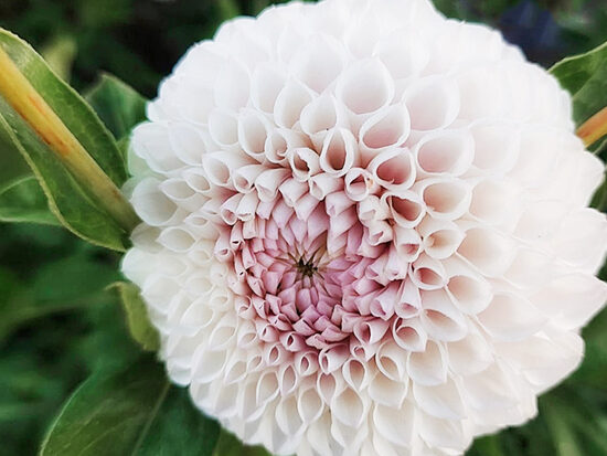 Dālija 'Pink Pearl'